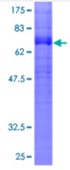 SDS-PAGE (CNR1-1597H).jpg